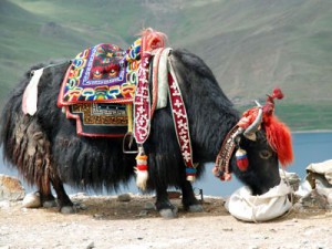 tibet-une-femelle-yack-en-offrande_400x300